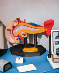 Anatomical Pancreas Model | 3D Printed, High-Quality Plastic