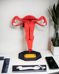 Anatomical Uterus Model | High Quality 3D Print